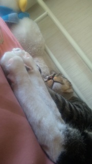 ЂЂ傤񂶁[