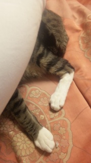 ނKcccc