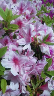 ���ꂢ����