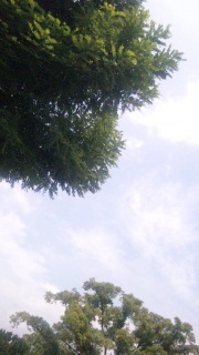 Ce